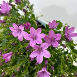 Glockenblume 'Ambella® Pink' Rosa, Topf-Ø 15 Cm, 3er-Set -Gartengeschäft 0319200163 campanula ambella pink 12 123850
