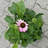 Echinacea Purpurea 'Magnus' Purpurrosa, Topf 3 Liter