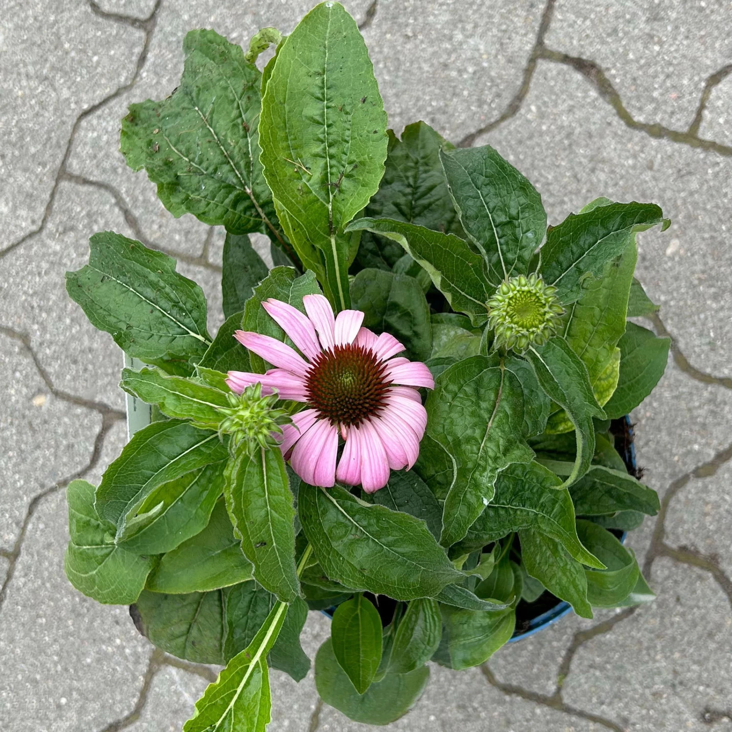 Echinacea Purpurea 'Magnus' Purpurrosa, Topf 3 Liter 1 Echinacea Purpurea 'Magnus' Purpurrosa, Topf 3 Liter
