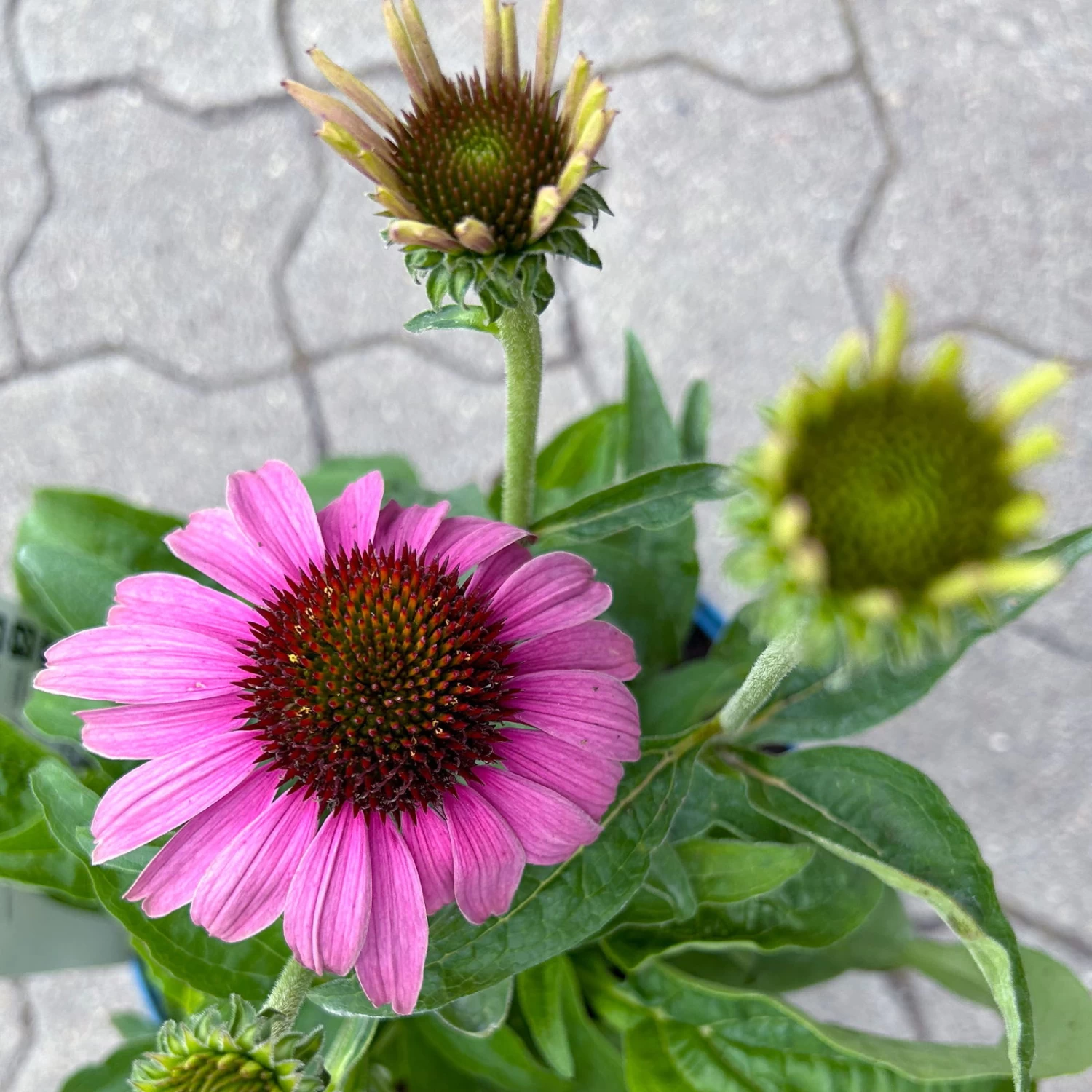 Echinacea Purpurea 'Magnus' Purpurrosa, Topf 3 Liter 5 Echinacea Purpurea 'Magnus' Purpurrosa, Topf 3 Liter – Bild 5