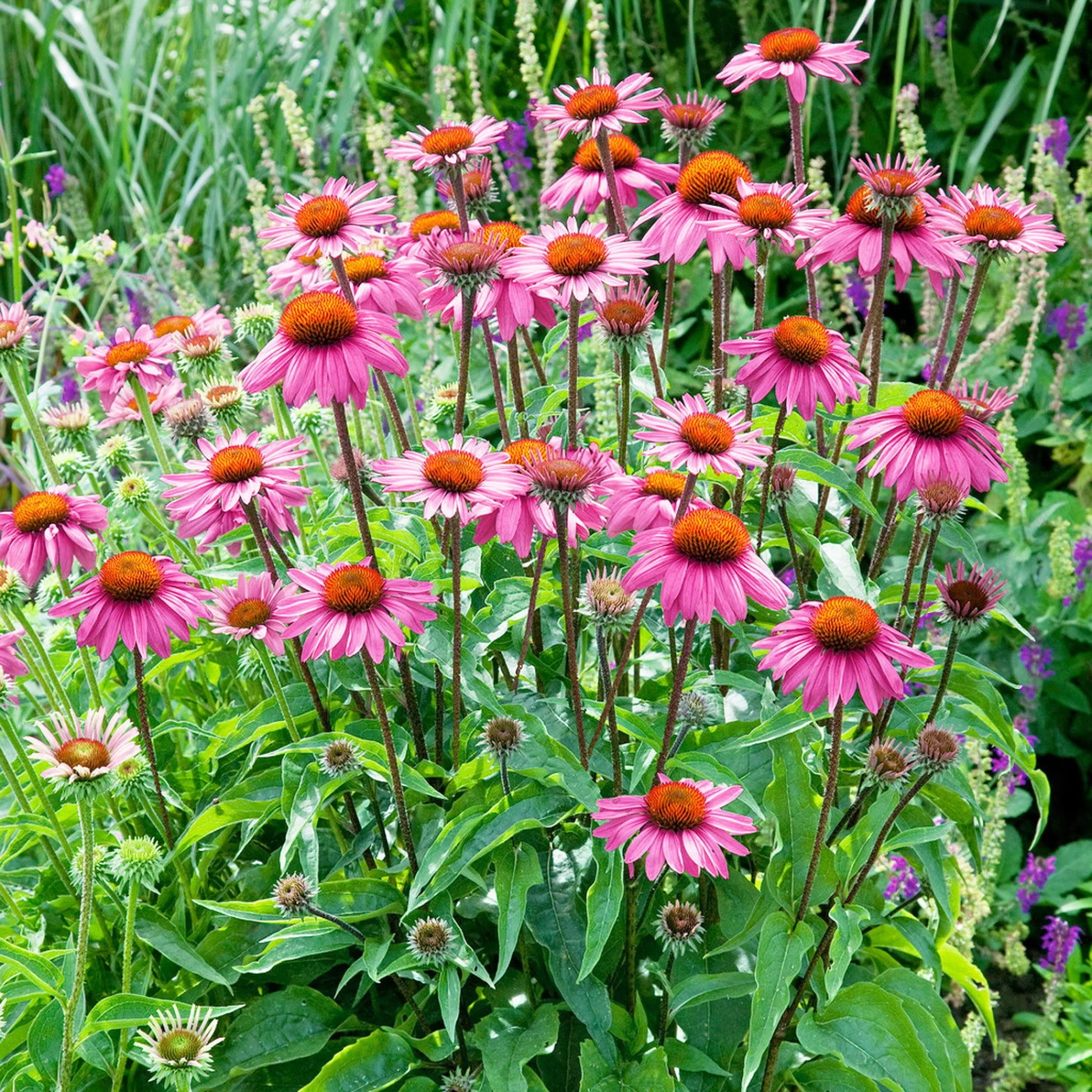 Echinacea Purpurea 'Magnus' Purpurrosa, Topf 3 Liter 3 Echinacea Purpurea 'Magnus' Purpurrosa, Topf 3 Liter – Bild 3