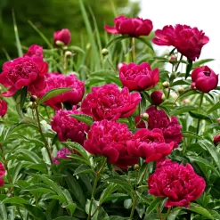 Pfingstrose 'Kansas' Purpurrot, Topf 3 Liter