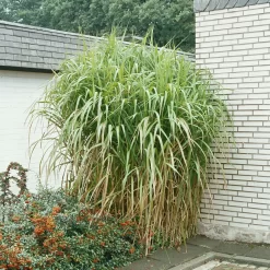 Bio Riesen-Chinaschilf, Topf 5 Liter -Gartengeschäft 0320300145 Miscanthus sinensis Giganteus KB 5ltr Cont 34954