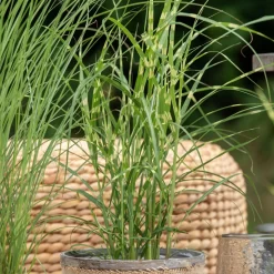 Bio Zebragras 'Zebrinus', Topf 5 Liter -Gartengeschäft 0320300264 Miscanthus sin Zebrinus 1 81629