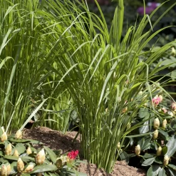 Bio Riesen-Rutenhirse 'Northwind', Topf 5 Liter, Wuchshöhe Ca. 170-180cm -Gartengeschäft 0320300829 Panicum virgatum Northwind KB 5Ltr2 78145