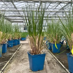 Titelseite -Gartengeschäft 0321600004 cordateria sellonan evita 3 123882