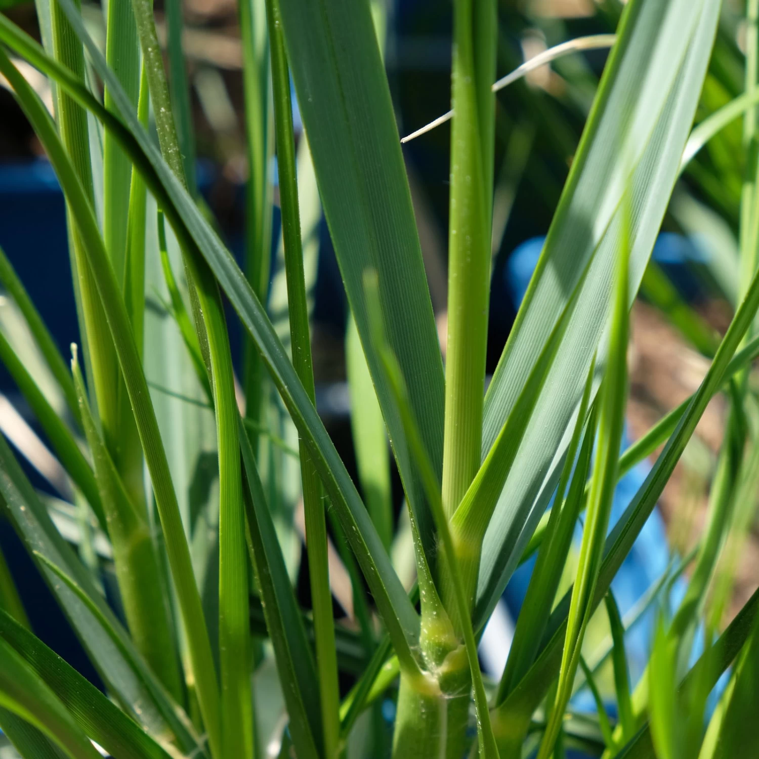 Bio Pampasgras 'Sunnigdale Silver' Silber-weiß, Topf 5 Liter 4 Bio Pampasgras 'Sunnigdale Silver' Silber-weiß, Topf 5 Liter – Bild 4