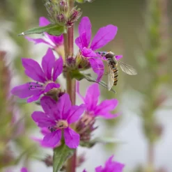 Bio Blut-Weiderich Violett, Topf-Ø 11 Cm, 3er-Set -Gartengeschäft 0330100088 Lythrum salicaria KB 11cm Topf rot 75711