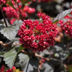 Rotblättrige Blasenspiere 'Diabolo'®, Cremeweiß, Höhe 30-60 Cm, Topf 5 Liter -Gartengeschäft 0410110584 Physocarpus op Diabolo 3 92980