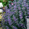 Bartblume 'Beyond Midnight®', Nachtblau, Topf 5 Liter
