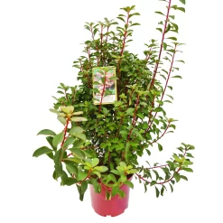 Prachtglocke, 4er-Set, Höhe 40-60 Cm, Topf 5 Liter 7 Prachtglocke, 4er-Set, Höhe 40-60 Cm, Topf 5 Liter -Gartengeschäft 0410112706 Enkianthus campanulatus 4er Set 3 109257