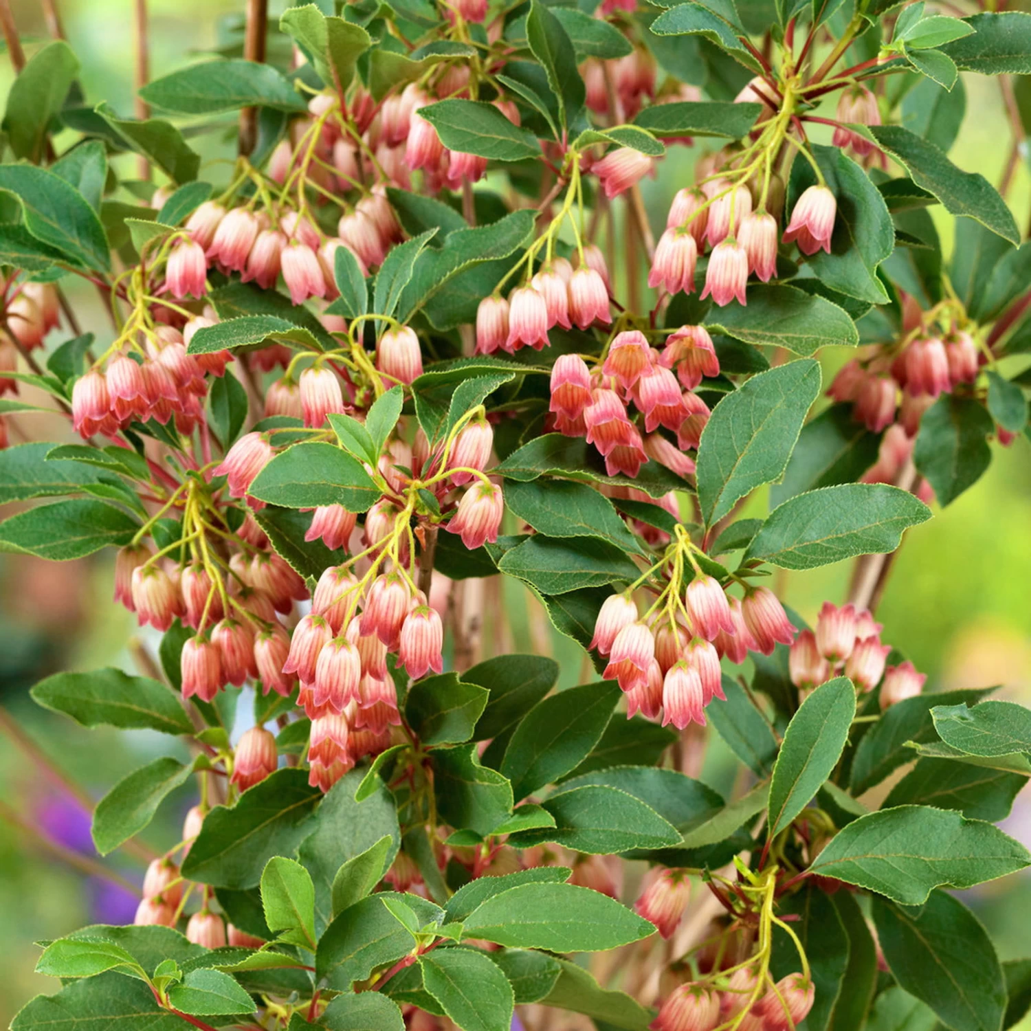 Prachtglocke, 4er-Set, Höhe 40-60 Cm, Topf 5 Liter 1 Prachtglocke, 4er-Set, Höhe 40-60 Cm, Topf 5 Liter