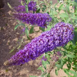 Duo-Schmetterlingsstrauch, Buddleja 'Reve De Papillion'®, Blau-weiß, Topf 5 Lt. -Gartengeschäft 0410220176 BUDDLEJA davidii Reve de Papillon Blue 2 Kordes 78179