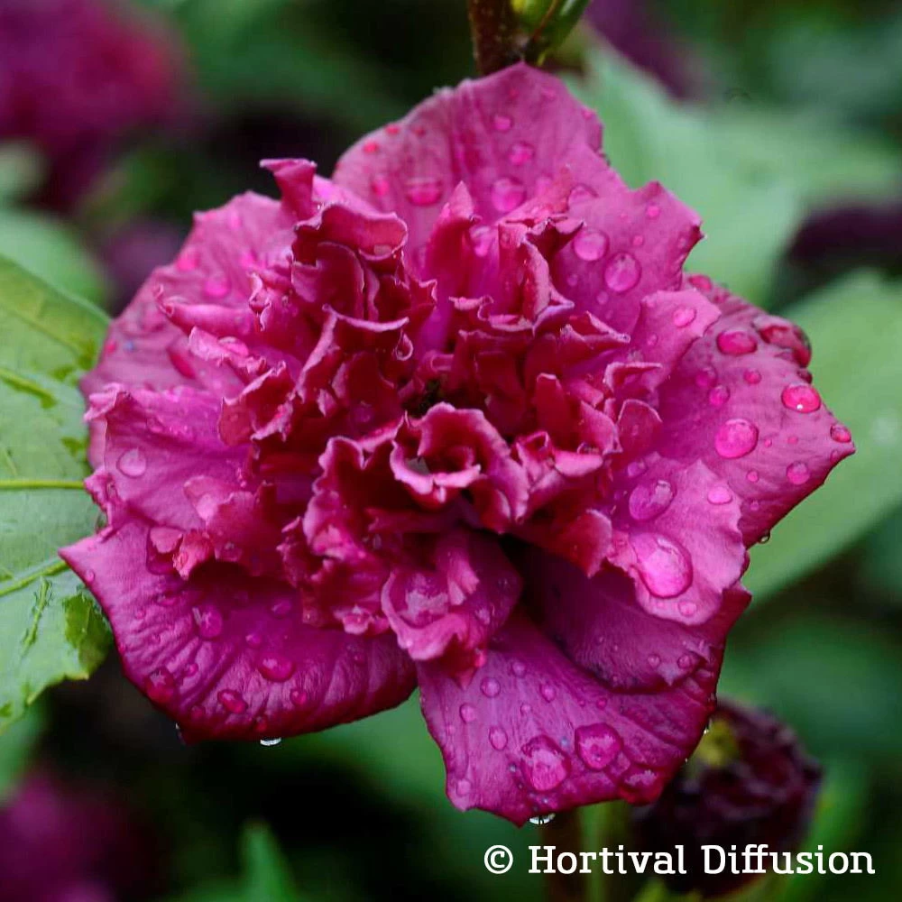 Duo Garten-Hibiskus 'French Cabaret® Pastel' Und 'French Cabaret® Red', 5 L Topf 3 Duo Garten-Hibiskus 'French Cabaret® Pastel' Und 'French Cabaret® Red', 5 L Topf – Bild 3