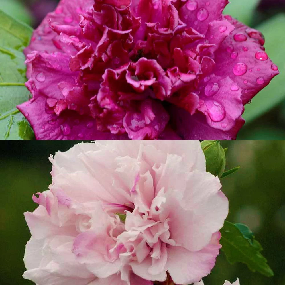 Duo Garten-Hibiskus 'French Cabaret® Pastel' Und 'French Cabaret® Red', 5 L Topf 1 Duo Garten-Hibiskus 'French Cabaret® Pastel' Und 'French Cabaret® Red', 5 L Topf