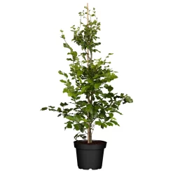 Rotbuche (Fagus Sylvatica), 30er-Set, Höhe 80-100 Cm, Topf 5 L -Gartengeschäft 0410940081 Fagus sylvatica2 85603