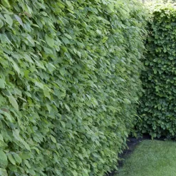 Rotbuche (Fagus Sylvatica), 30er-Set, Höhe 80-100 Cm, Topf 5 L