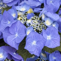 Tellerhortensien In 4 Farben, 4er-Set, Höhe 30-40 Cm, Topf 4 Liter (Pflanzware) -Gartengeschäft 0415100065 Koelle Hydrangea mac Teller blau Co 5lt farbezeigend 59936