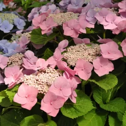 Tellerhortensien In 4 Farben, 4er-Set, Höhe 30-40 Cm, Topf 4 Liter (Pflanzware) -Gartengeschäft 0415100312 Koelle Hydrangea mac Teller rosa Co 5lt farbezeigend 59932
