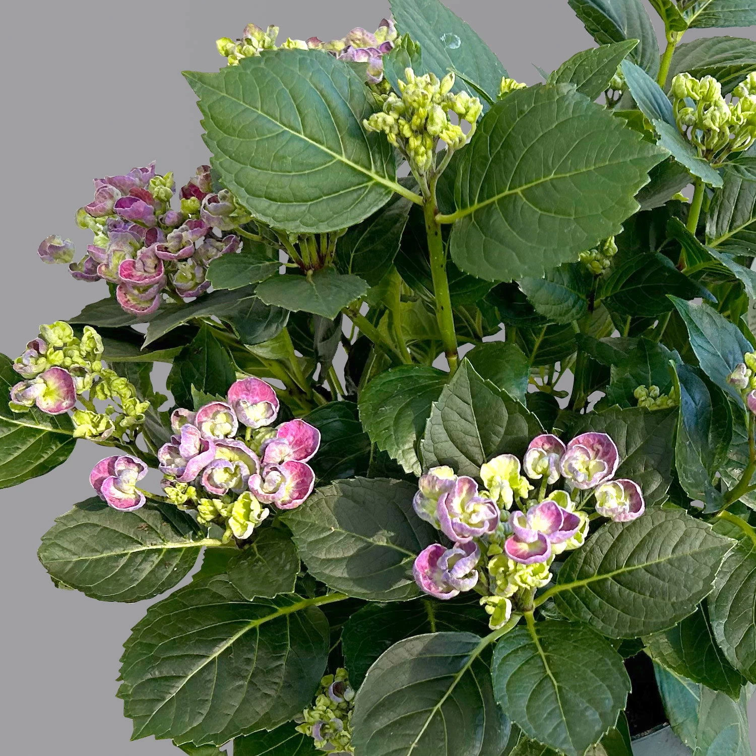 Gartenhortensie 'Curly Wurly®' Blau, 23cm Topf 3 Gartenhortensie 'Curly Wurly®' Blau, 23cm Topf – Bild 3