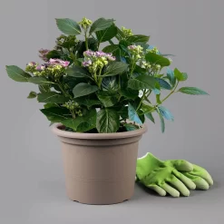 Gartenhortensie 'Curly Wurly®' Blau, 23cm Topf