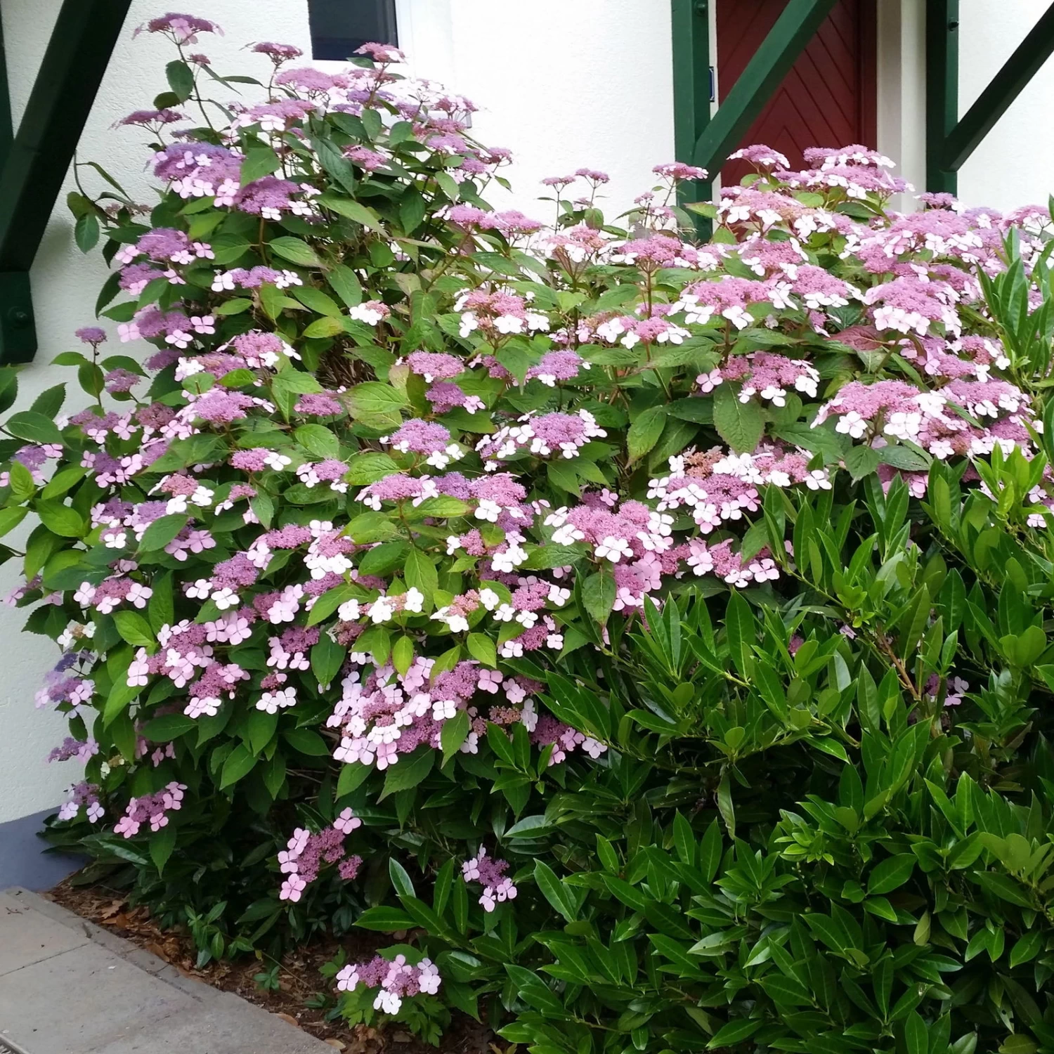 Japanische Berghortensie 'Blue Bird', 3er-Set, Höhe 30-40 Cm, Topf 5 Liter 1 Japanische Berghortensie 'Blue Bird', 3er-Set, Höhe 30-40 Cm, Topf 5 Liter