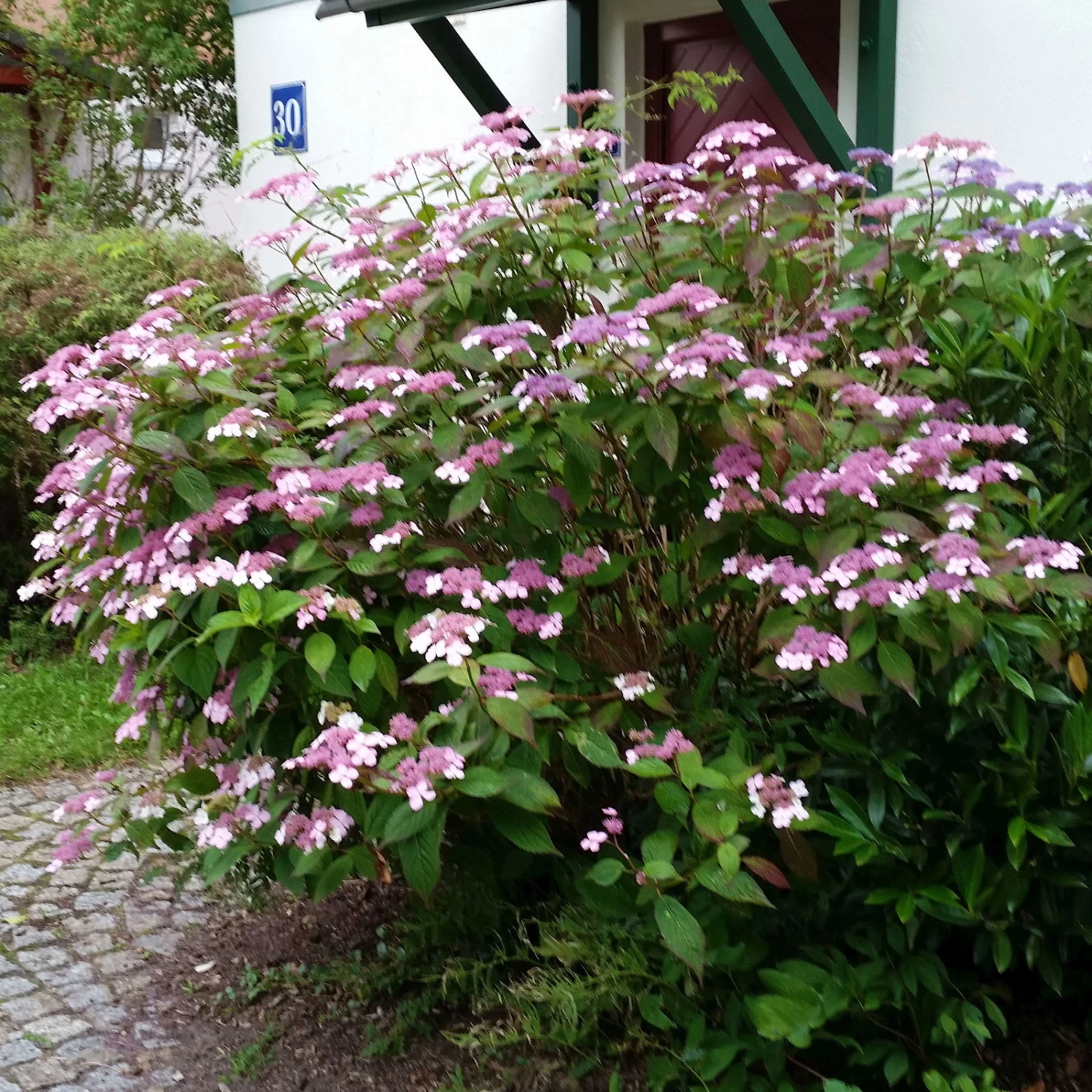 Japanische Berghortensie 'Blue Bird', 3er-Set, Höhe 30-40 Cm, Topf 5 Liter 2 Japanische Berghortensie 'Blue Bird', 3er-Set, Höhe 30-40 Cm, Topf 5 Liter – Bild 2