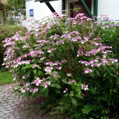 Japanische Berg-Hortensien 'Blue Deckle' & 'Blue Bird', 2er-Set, Topf 4 Liter 10 Japanische Berg-Hortensien 'Blue Deckle' & 'Blue Bird', 2er-Set, Topf 4 Liter -Gartengeschäft 0415500167 Hydrangea serrata Blue Deckle Blue Bird 3 104399