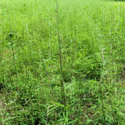 Schwarzrote Gartenbambus 'Jiuzhaigou 4 - Black Cherry', 2er -Set, Topf 10 Liter