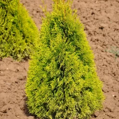 Thuja Occ. 'Golden Smaragd'®, Höhe 080/100, Im 15 Lt. Topf