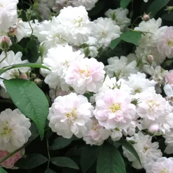 Ramblerrose 'Paul's Himalayan Musk', Rosa-weiß, Topf 6 Liter