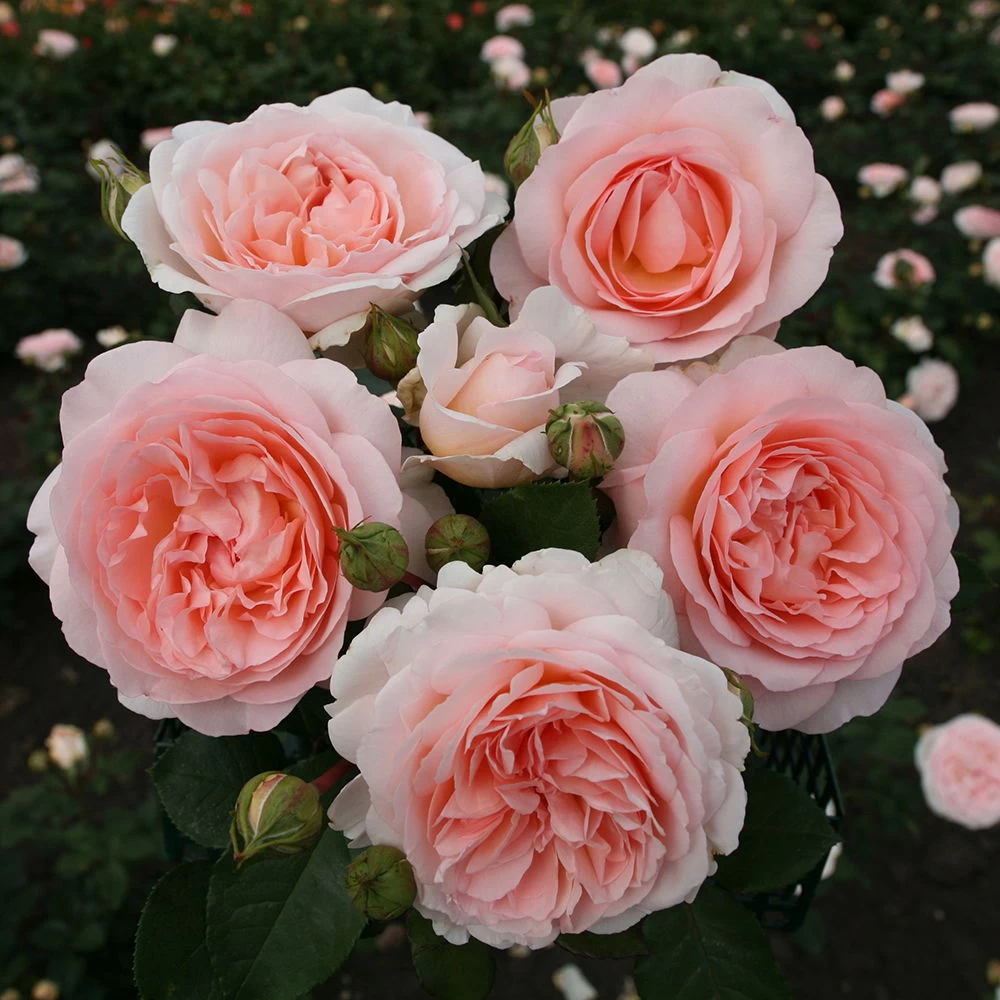 Beetrose 'Märchenzauber'®, Rosa, Topf 6 Liter 1 Beetrose 'Märchenzauber'®, Rosa, Topf 6 Liter