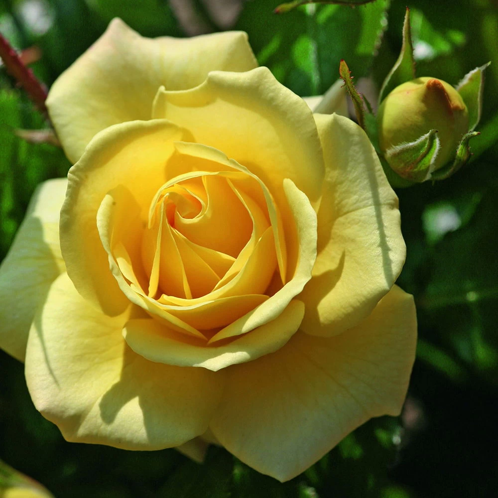 Beetrose 'Debüt'®, Hellgelb, Topf 6 Liter 1 Beetrose 'Debüt'®, Hellgelb, Topf 6 Liter