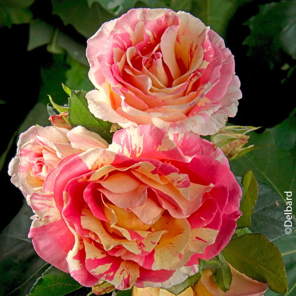 Französische Rose 'Claude Monet'®, Topf 6 Liter 1 Französische Rose 'Claude Monet'®, Topf 6 Liter