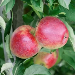 Kölle Bio Apfel 'Retina'Ⓢ, Unterlage M 26, Höhe 125/150, Topf 10 Liter