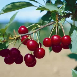 Kölle Bio Sauerkirsche 'Safir'Ⓢ, (wurzelecht), Im Topf 10 Liter