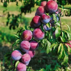 Kölle Bio Säulenmirabelle 'Ruby'®, Topf 10 Liter