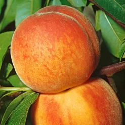 Kölle Bio Zwergpfirsich 'Amber'® Pix ZeeⓈ, Topf 7,5 Liter -Gartengeschäft 0480670029 KB Zwergpfirsich Amber Co 7 5l 49535