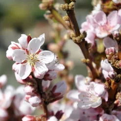 Kölle Bio Zwergpfirsich 'Amber'® Pix ZeeⓈ, Topf 7,5 Liter -Gartengeschäft 0480670029 Zwergpfirsich Amber Bluete Co 7 5l 49709