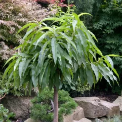 Kölle Bio Zwergpfirsich 'Diamond'® ZaipeviⓈ, Topf 7,5 Liter -Gartengeschäft 0480670030 KB Zwergpfirsich Diamond Co 7 5l 49536