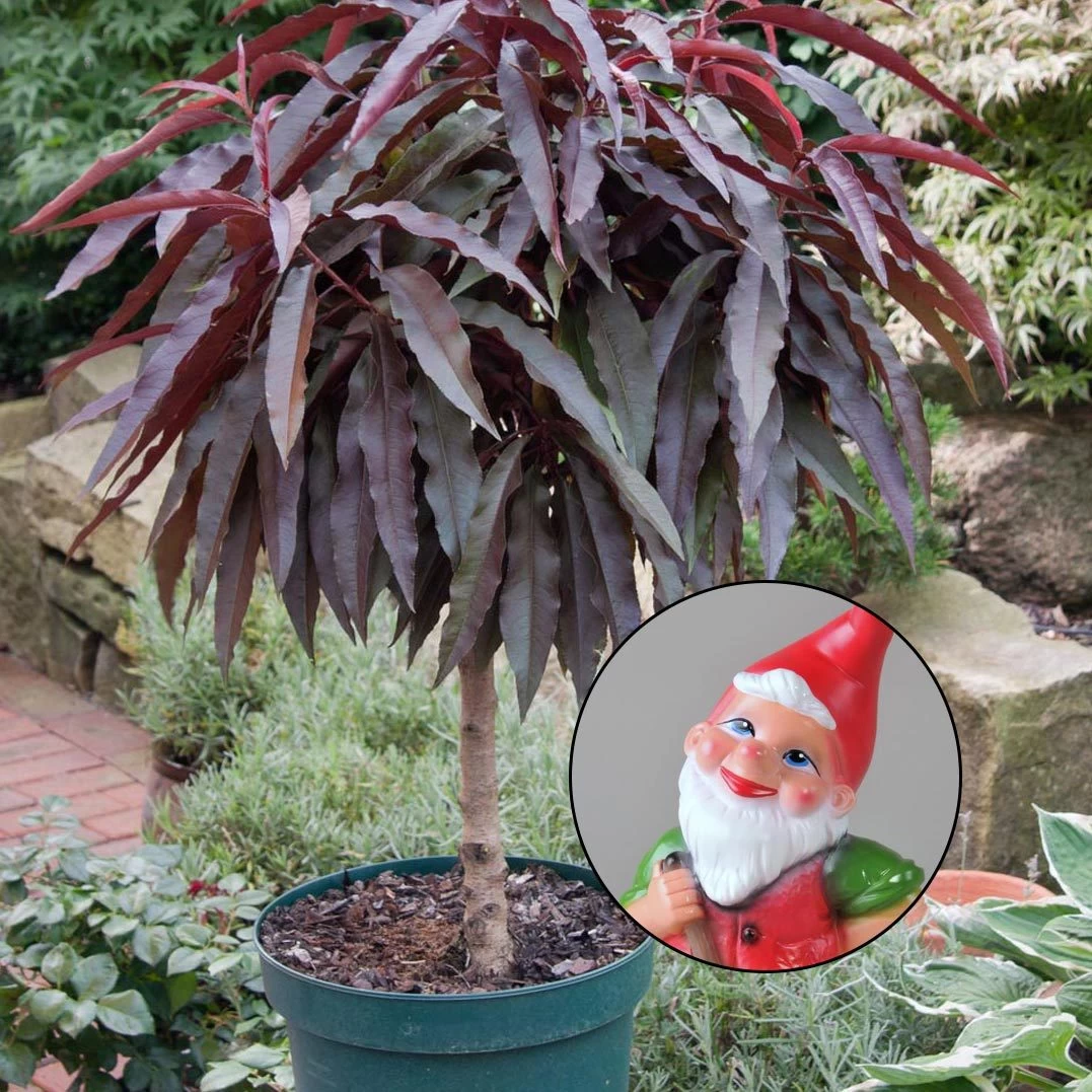 Kölle Bio Rotlaubiger Zwergpfirsich "Crimson® BonfireⓈ, Im 7,5 L Topf 1 Kölle Bio Rotlaubiger Zwergpfirsich "Crimson® BonfireⓈ, Im 7,5 L Topf