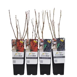 Johannisbeeren 'Rot/Schwarz', 4er-Set, Topf Je 2 Liter 9 Johannisbeeren 'Rot/Schwarz', 4er-Set, Topf Je 2 Liter -Gartengeschäft 0480850430 Johannisbeeren Set ROTSCHWARZ 4er Set Co 2 lt WEB 3 89593