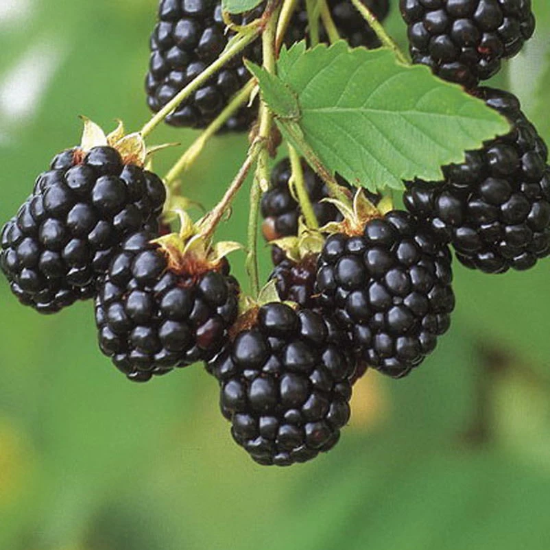 Brombeeren 'Navaho'® Arapaho(s) & 'Black Satin', 4er-Set, Topf Je 2 Liter 2 Brombeeren 'Navaho'® Arapaho(s) & 'Black Satin', 4er-Set, Topf Je 2 Liter – Bild 2