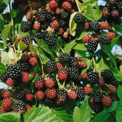 Brombeeren 'Navaho'® Arapaho(s) & 'Black Satin', 4er-Set, Topf Je 2 Liter 8 Brombeeren 'Navaho'® Arapaho(s) & 'Black Satin', 4er-Set, Topf Je 2 Liter -Gartengeschäft 0480920101 Brombeeren Navaho Black Satin 4er Set1 76456