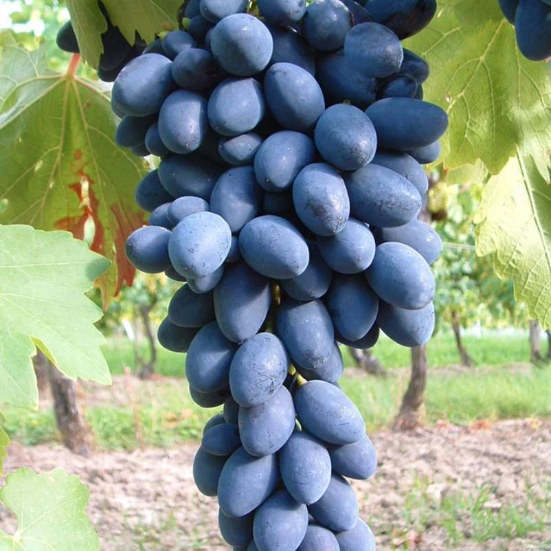 Kernarme Tafeltraube 'Kodrianka'(s) 1 Kernarme Tafeltraube 'Kodrianka'(s)