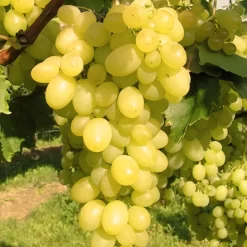 Kernlose Tafeltraube 'Carina'