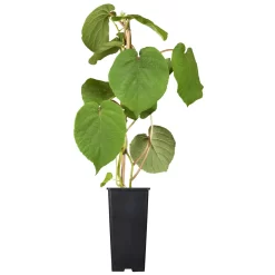 Gelbfruchtige Kiwi 'Golden Kiwi', 2er-Set, Topf 15 Cm Ø -Gartengeschäft 0480960140 0480960141 0480960142 Golden Kiwi Altas 87663 2