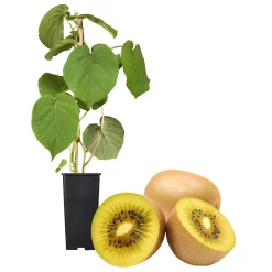 Gelbfruchtige Kiwi 'Golden Kiwi', 2er-Set, Topf 15 Cm Ø -Gartengeschäft 0480960140 Golden Kiwi Set inkl Befruchtersorte neu 88604