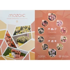 Kalanchoe 'Mozaic', Wechselfarbig, Topf-Ø 12 Cm, Höhe Ca. 22 Cm, 6er-Set -Gartengeschäft 0610103650 Outdoor Kalanchoe Mozaic wechselfarbig 6er Set 12 113797