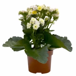 Kalanchoe 'Mozaic', Wechselfarbig, Topf-Ø 12 Cm, Höhe Ca. 22 Cm, 6er-Set -Gartengeschäft 0610103650 Outdoor Kalanchoe Mozaic wechselfarbig 6er Set 2 113821